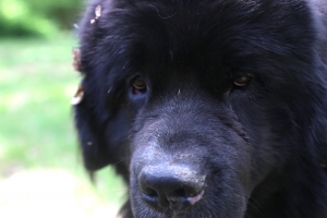 Hundetraining neu gedacht